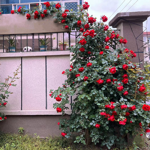 蔷薇多花爬藤庭院四季开花耐寒