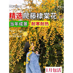 耐荫爬藤花卉植物浓香多花重瓣棣棠花苗耐寒冬花期久金灿花成片