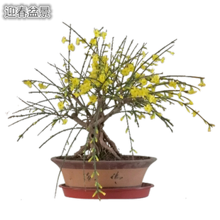 迎春花树苗盆景探春花庭院盆栽攀援爬藤垂吊类花卉报春花耐寒植物