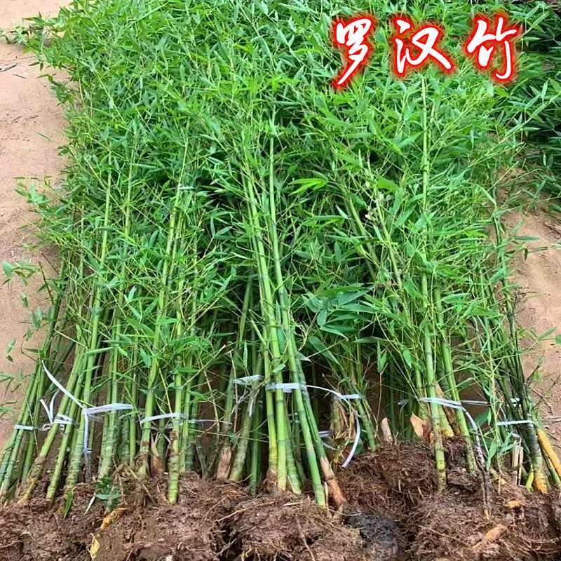 罗汉竹子苗庭院北方耐寒植物观赏紫竹盆栽大矮型四季青早园竹树苗