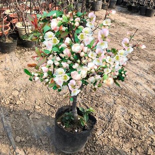 新品种海棠花盆栽室内外种植耐寒植物四季开花庭院彩玉海棠花树苗