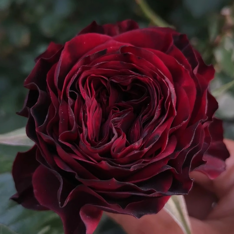 心跳红梅拉月季厄瓜多尔进口切花月季灌木大花庭院阳台盆栽,鲜花速递/花卉仿真/绿植园艺,月季/蔷薇/玫瑰,淘宝优惠券,粉丝福利购,淘宝优惠卷