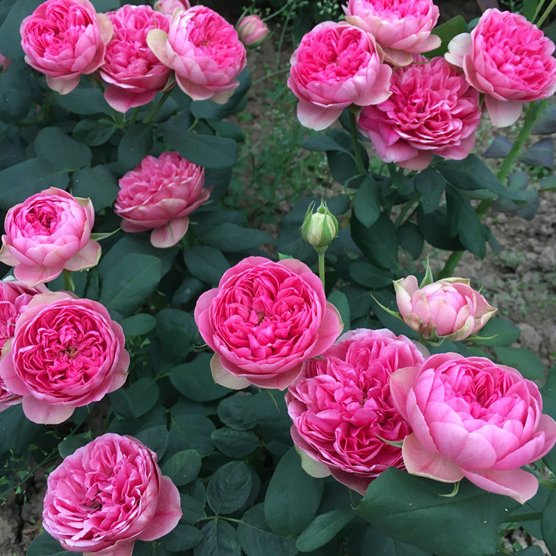 微型月季【枫叶玫瑰/莲花宝石】