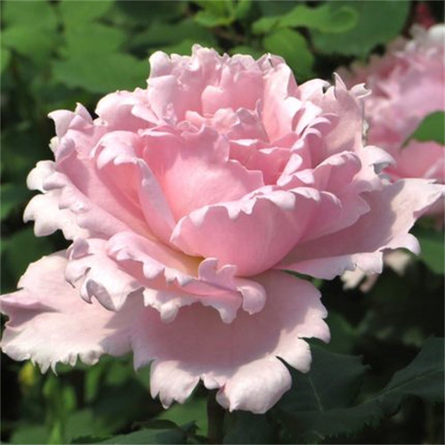 新品玫瑰索菲罗莎藤本