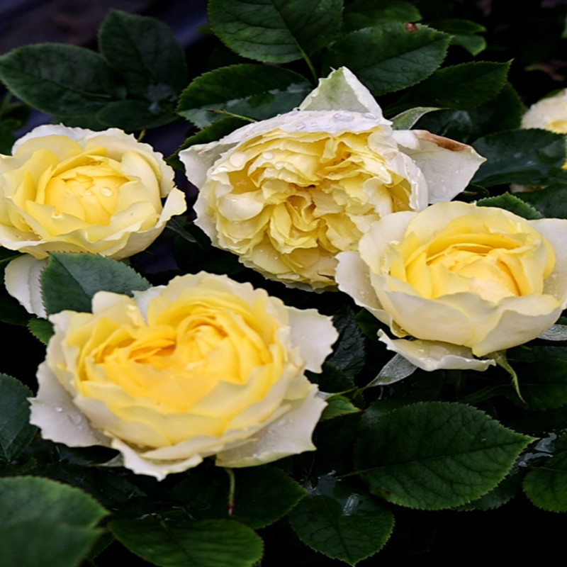 贝壳月季花苗黄色月季大花香