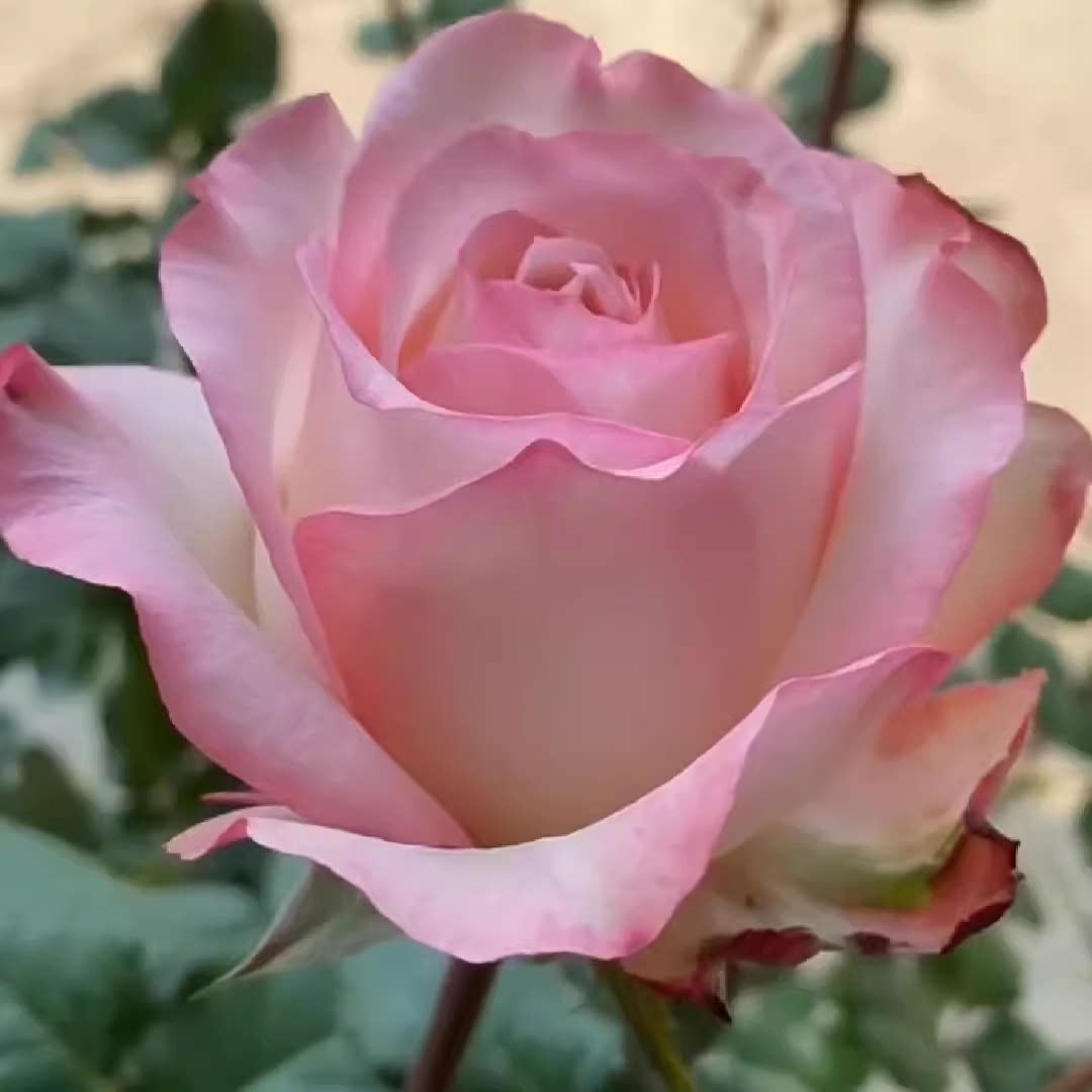 俏玉,新品切花勤花,抗病灌木月季玫瑰阳台庭院