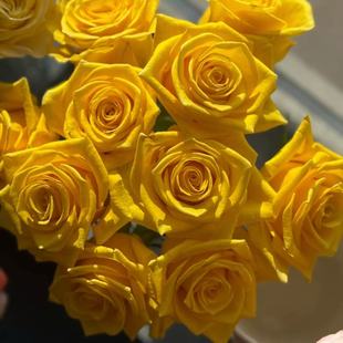 契机 进口玫瑰大花 庭院阳台盆栽切花月季花苗 花卉