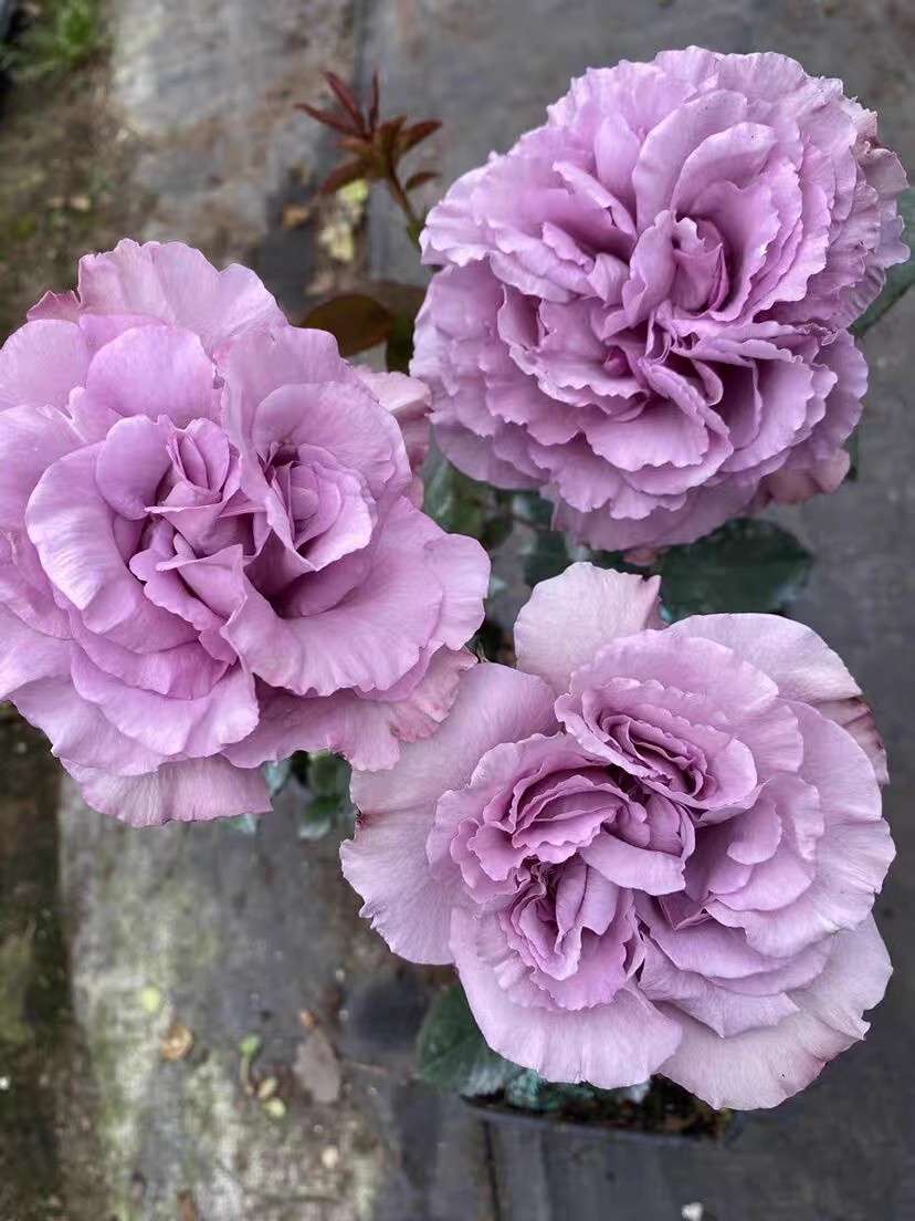 超新品暮光月季紫色幽兰香