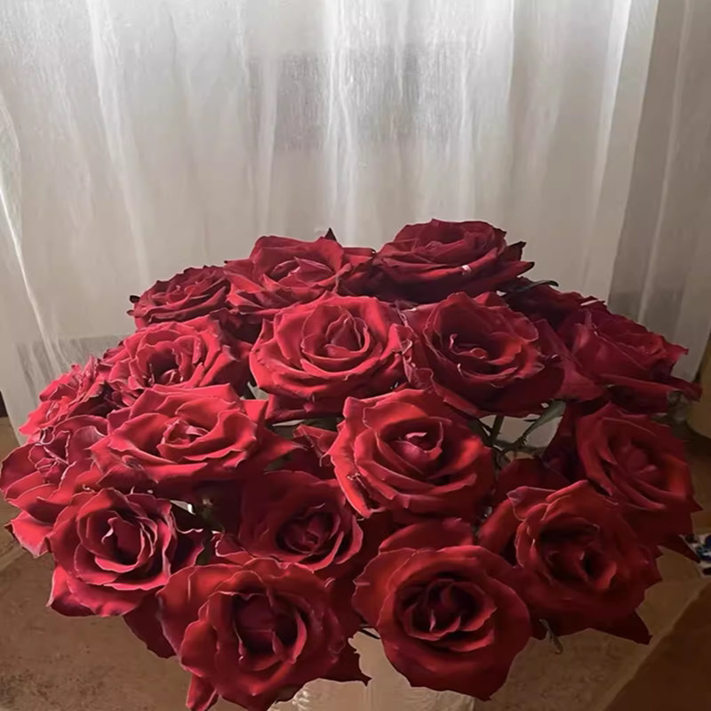 传奇 红色系玫瑰花苗带花苞花卉观花绿植物阳台盆栽大花浓香月季