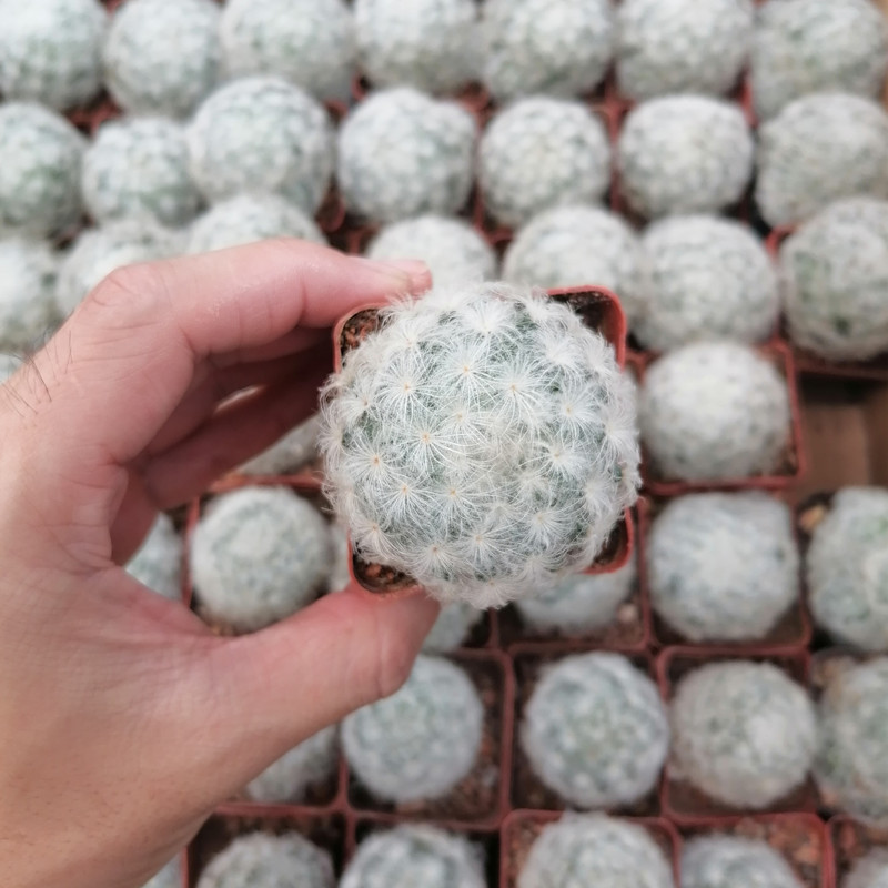 白星多肉植物仙人掌盆栽仙人球