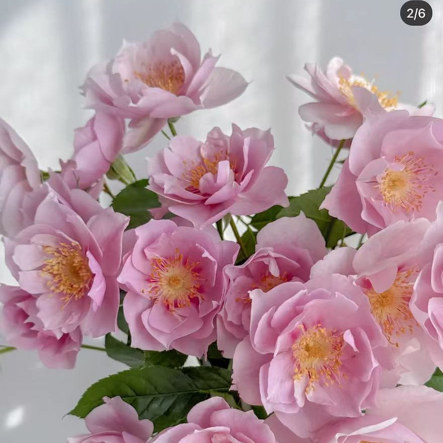一见钟情 多头日本超新品花园木本玫瑰花苗盆栽阳台月季花卉