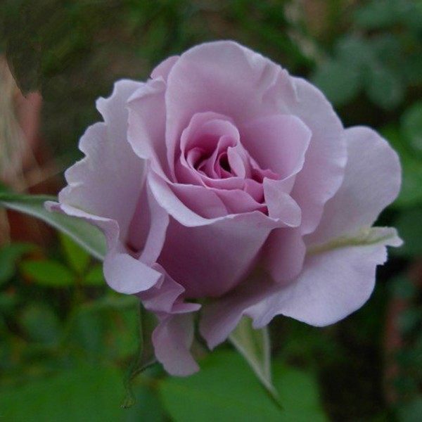 月季多季开花植物 蓝丝带 庭院盆栽玫瑰花浓香型灌木淡紫色月季,鲜花速递/花卉仿真/绿植园艺,月季/蔷薇/玫瑰,淘宝优惠券,粉丝福利购,淘宝优惠卷