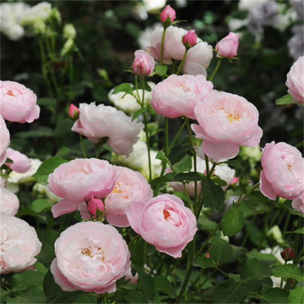 羽毛月季扦插花苗盆栽庭院