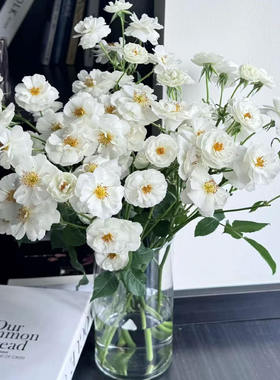 【白帆之冬】月季苗多季开花勤花抗病低维护品种白色可藤可灌花卉