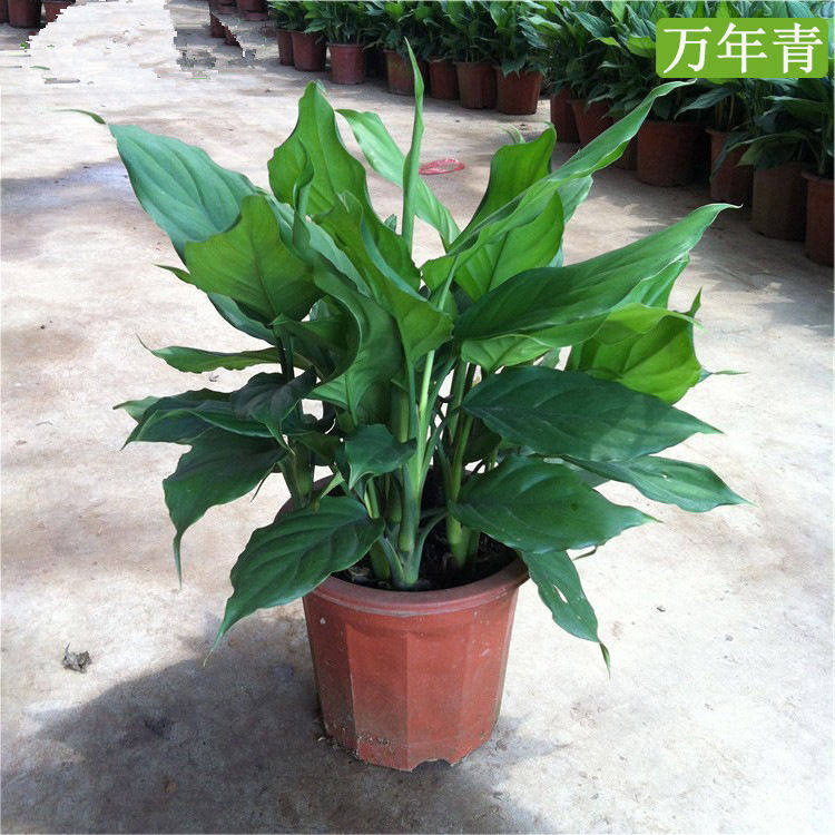 绿植银皇后万年青绿巨人盆栽大叶花卉盆景室内盆栽常青植物