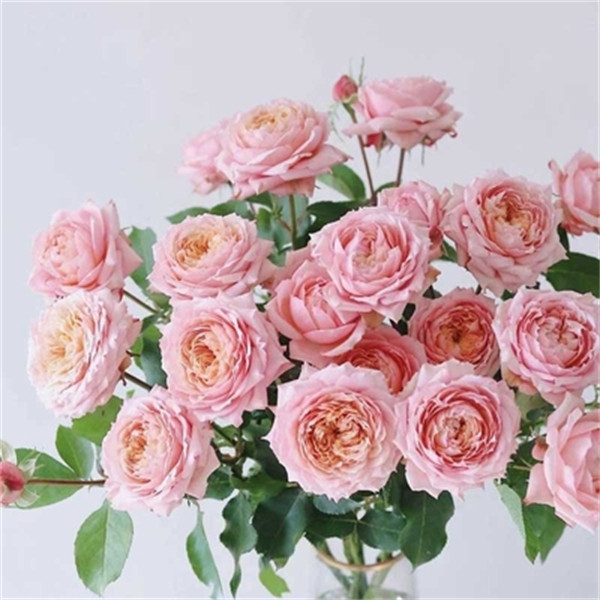 朱丽叶塔 月季扦插花苗多头盆栽花苗蔷薇花卉观花植物,鲜花速递/花卉仿真/绿植园艺,月季/蔷薇/玫瑰,淘宝优惠券,粉丝福利购,淘宝优惠卷