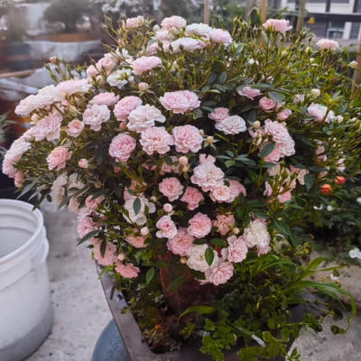 【重瓣樱花镜】超微月季玫瑰花苗盆栽多季开花阳台庭院花卉植物