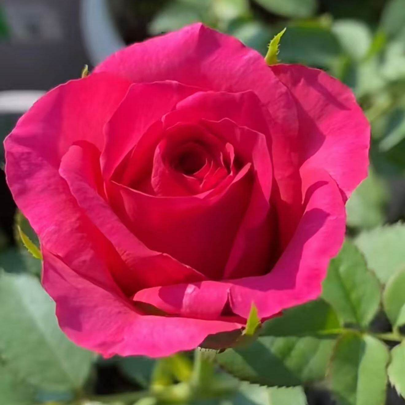 梅子酒酿 庭院阳台盆栽观花植物花卉 月季花苗 开花