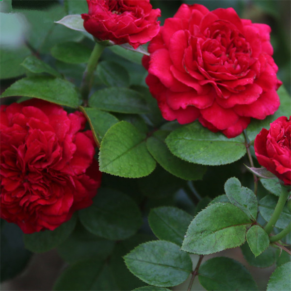 红色达芬奇/红达 月季扦插花苗盆栽地栽耐热抗病好养易活的花