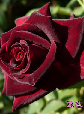 黑巴克月季花苗 扦插/阳台庭院黑红色庭院阳台盆栽杯型切花