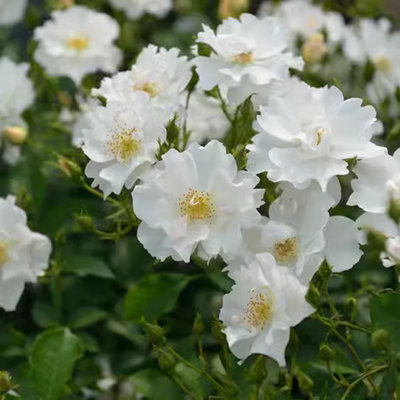 画师玛丽月季白色单瓣少刺中香抗病强多季开花灌木/藤本勤花庭院
