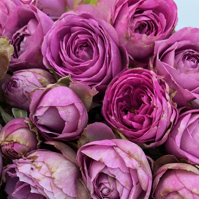 薰衣草蕾丝 多头月季扦插花苗玫瑰灌木阳台盆栽多季开花