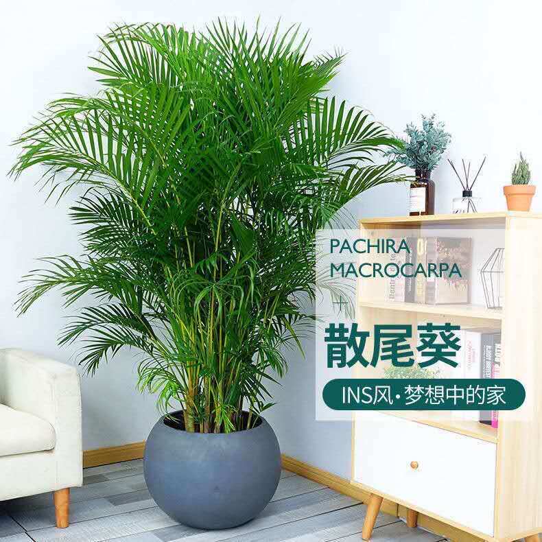 四季绿植盆栽室内观赏花卉散尾葵