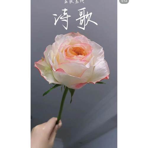 超新品诗歌月季灌木大花切花玫瑰耐开直立