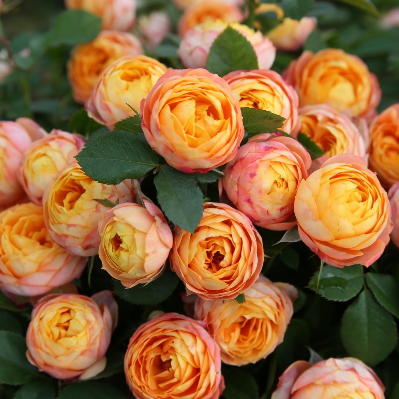 浪漫宝贝阳台月季花苗多季开花