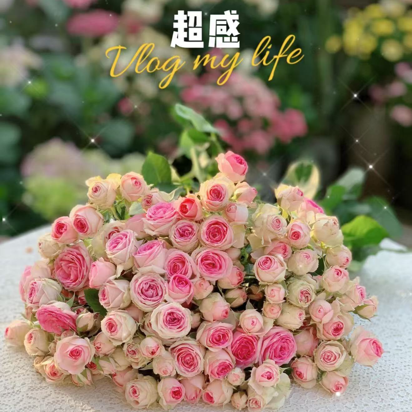 粉多头粉色丰花扦插月季