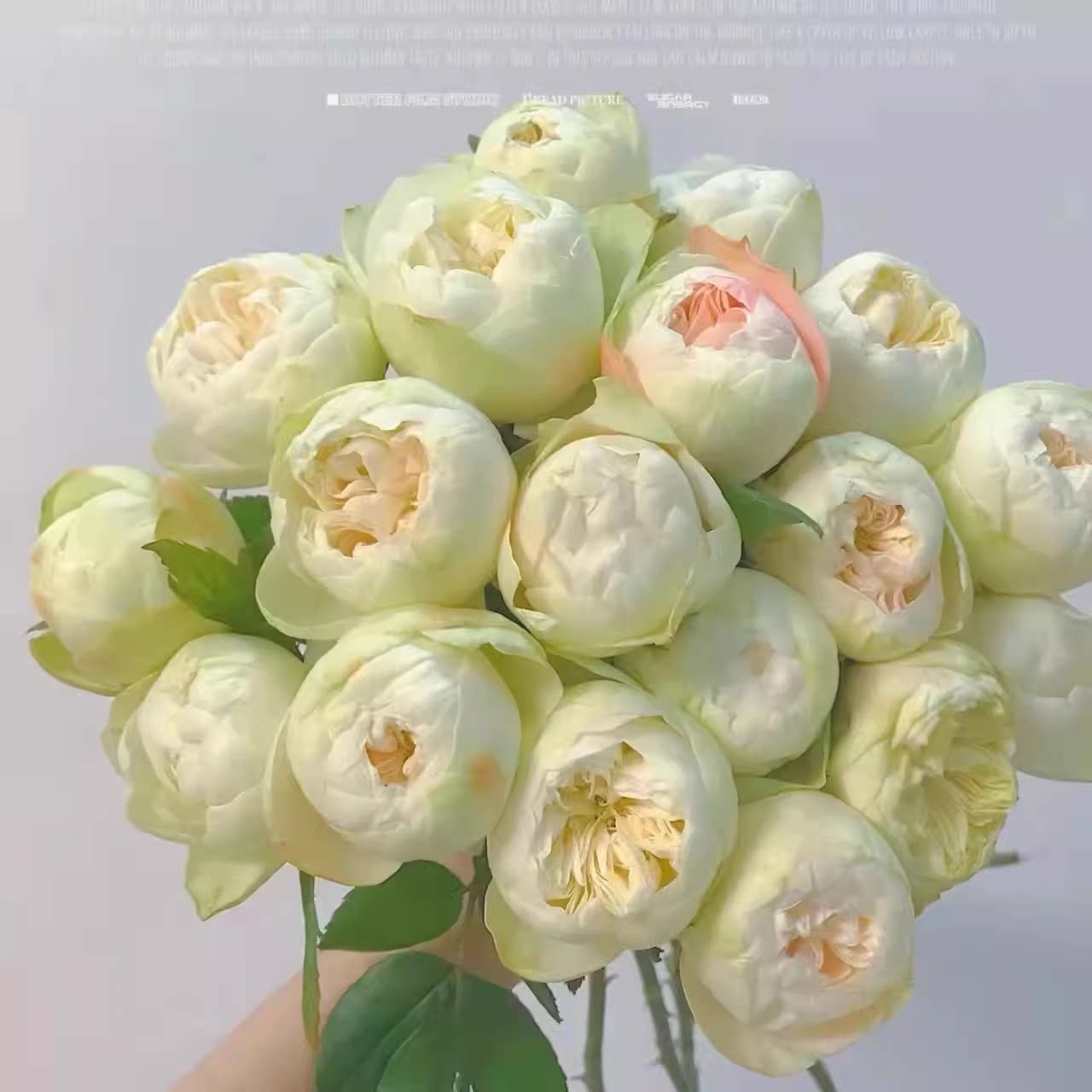 夏雨荷 超新品切花月季花苗绿植花卉玫瑰阳台庭院盆栽地栽