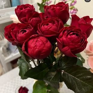 宝莲灯月季帝王系列红色单头花期长抗病好花瓣厚实盆栽花苗