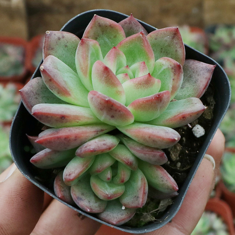 黑玫瑰女王多头多肉植物室内小花卉植物盆栽办公室桌面肉肉植物