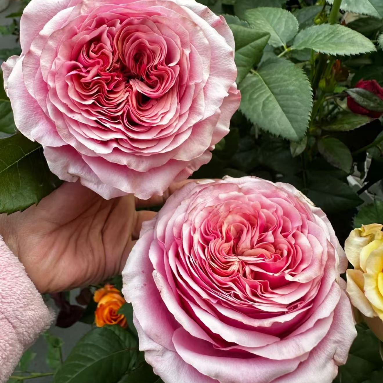 新品 情绪漩涡 月季花苗玫瑰切花高杯大花灌木庭院阳台盆栽花卉