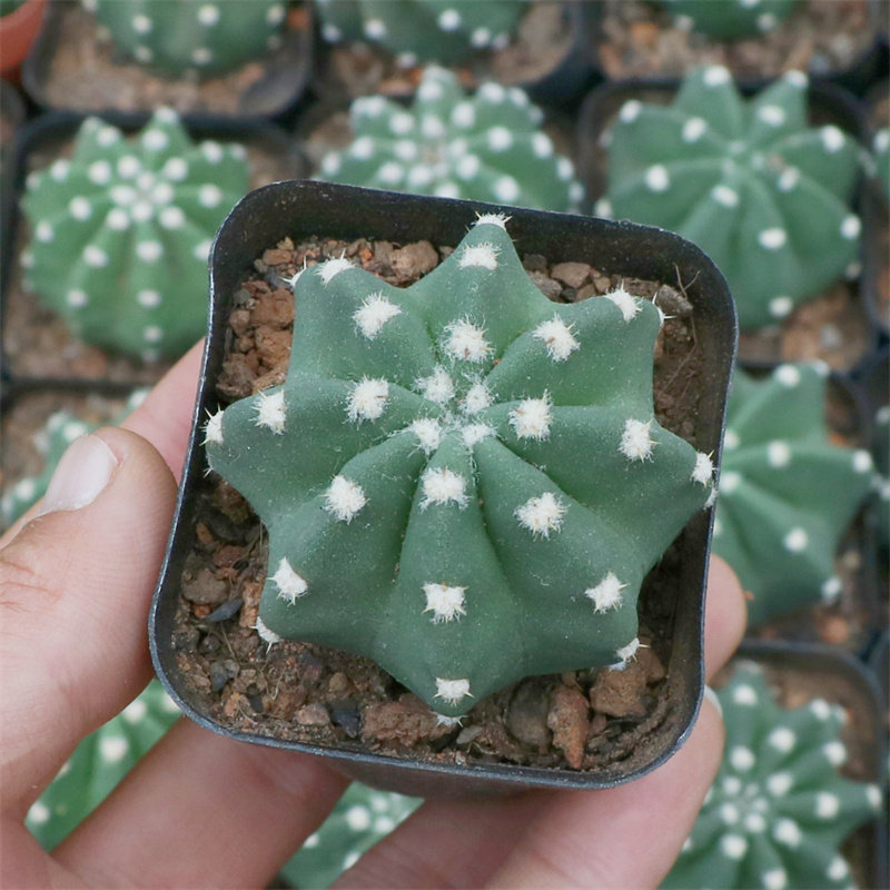 短毛丸仙人球多肉植物仙人掌盆栽室内桌面办公室开花仙人球小盆栽