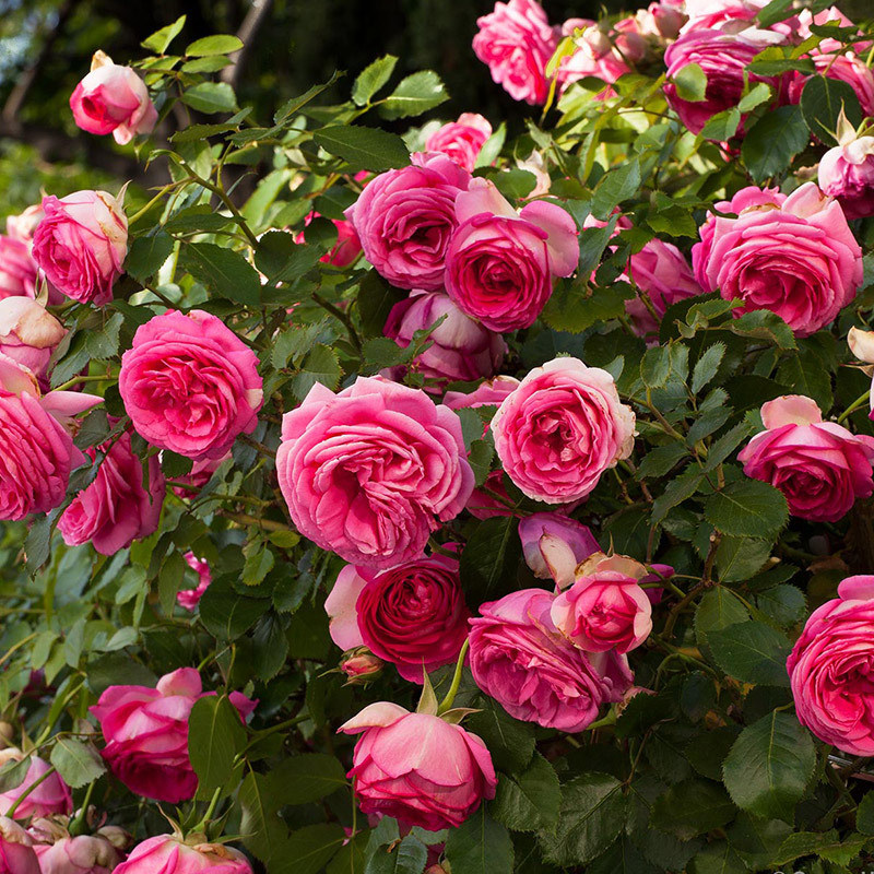 深粉色龙沙宝石藤本月季扦插花苗  庭院盆栽花卉欧月蔷薇苗