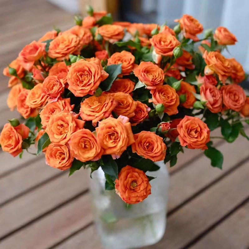 橙色芭比多头泡泡系列切花月季勤花苗盆地栽多季开花卉阳台庭院,鲜花速递/花卉仿真/绿植园艺,月季/蔷薇/玫瑰,淘宝优惠券,粉丝福利购,淘宝优惠卷