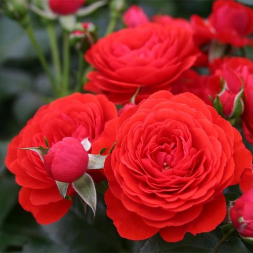 奇卡门廊庭院月季多季开放