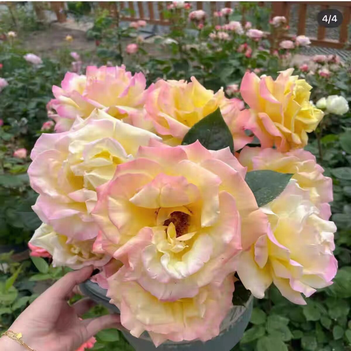 黄和平  月季花苗特大花浓香灌木阳台庭院盆栽观花绿植花卉