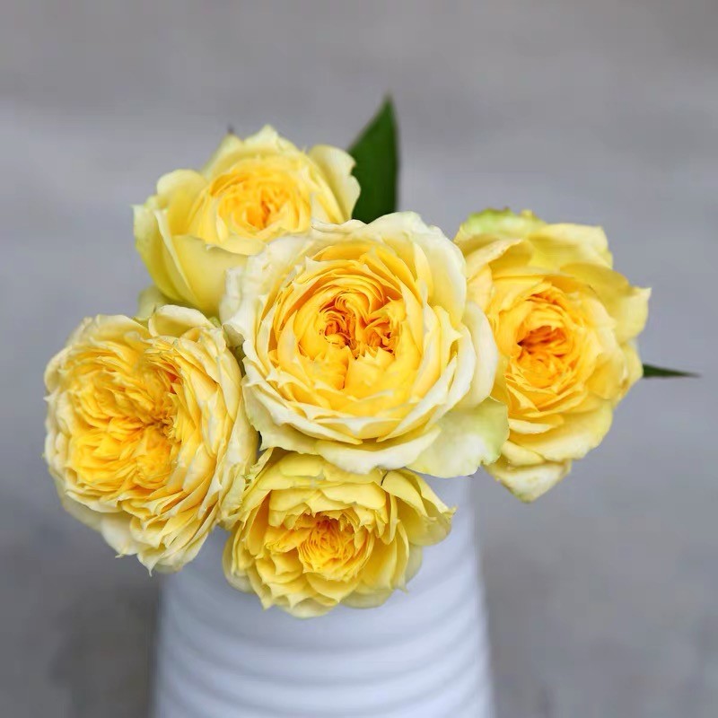 扦插苗大花月季阳光古董