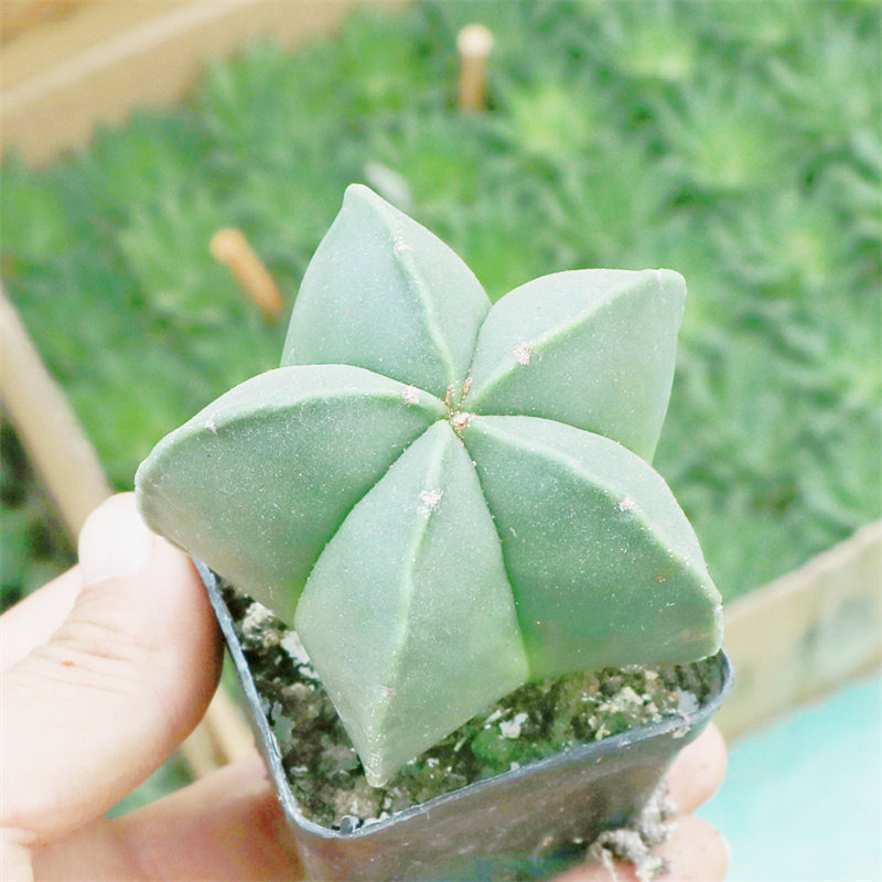 绿植鸾凤电脑桌面盆景多肉植物