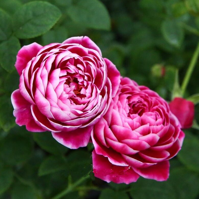 日本玛丽月季花苗盆栽阳台