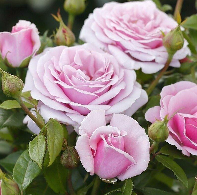 德国丹陶月季 太平洋之蓝 株型紧凑 抗抗阳台盆栽花卉