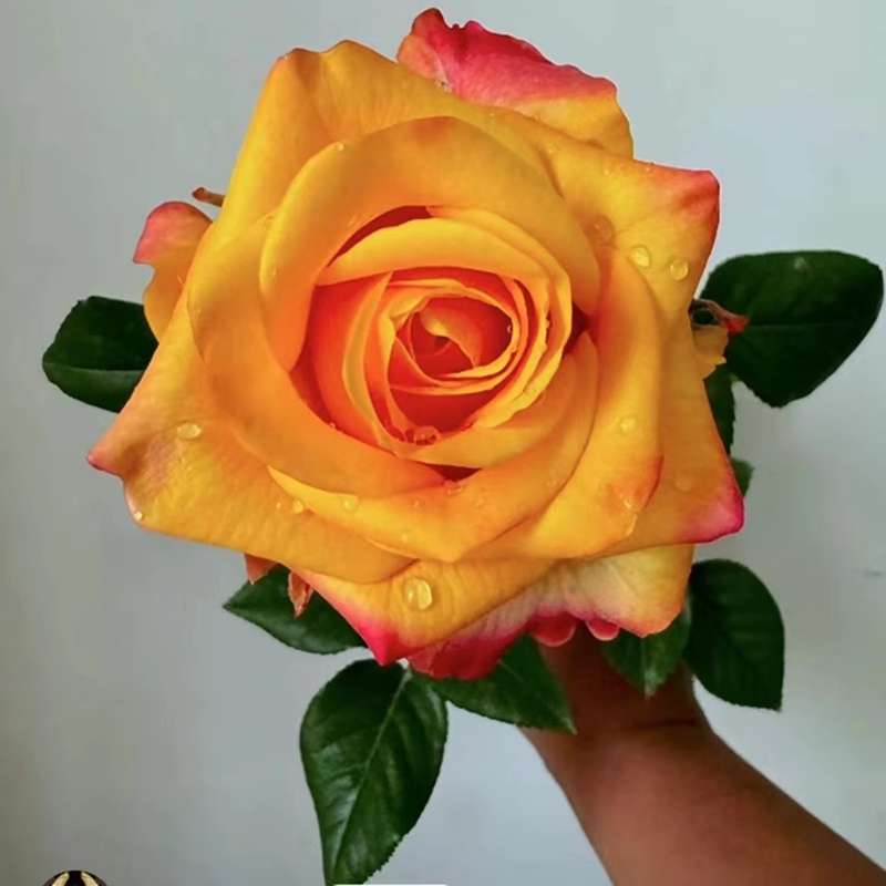 味景蝴蝶夫人月季四季开玫瑰耐寒抗病性好阳台庭院花卉盆栽