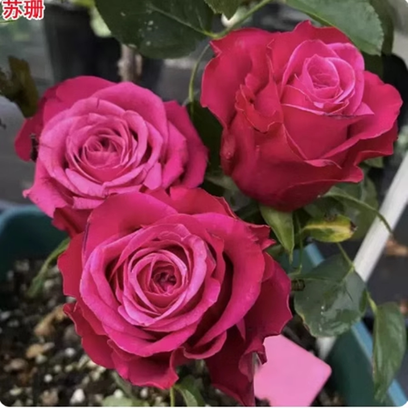 【苏珊】超新品月季深紫复色切花