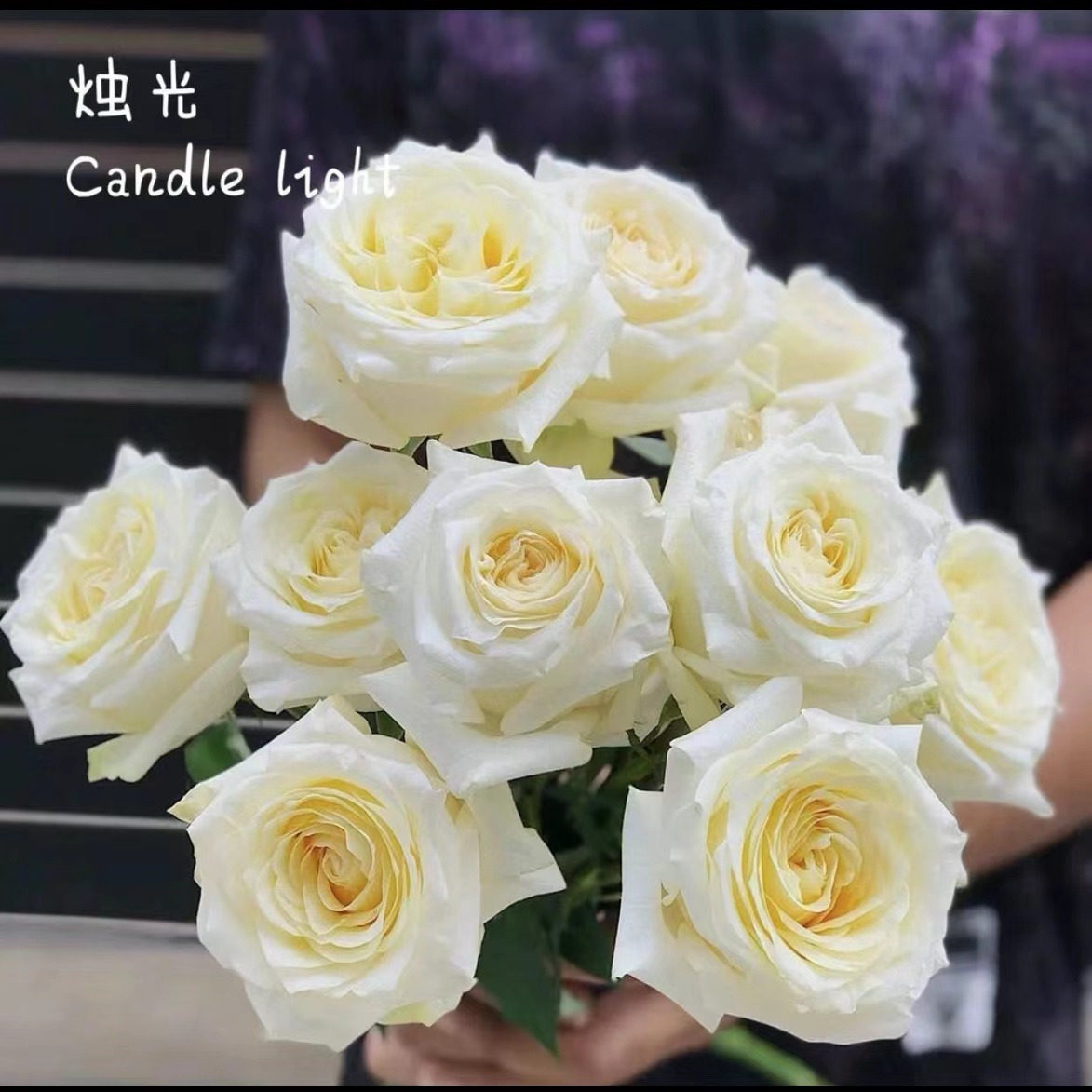 【白烛光】月季小苗 盆栽庭院灌木 切花玫瑰 直立勤花 抗病耐开,鲜花速递/花卉仿真/绿植园艺,月季/蔷薇/玫瑰,淘宝优惠券,粉丝福利购,淘宝优惠卷