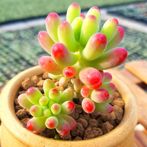 果冻乙女心 多肉植物 盆栽 绿植