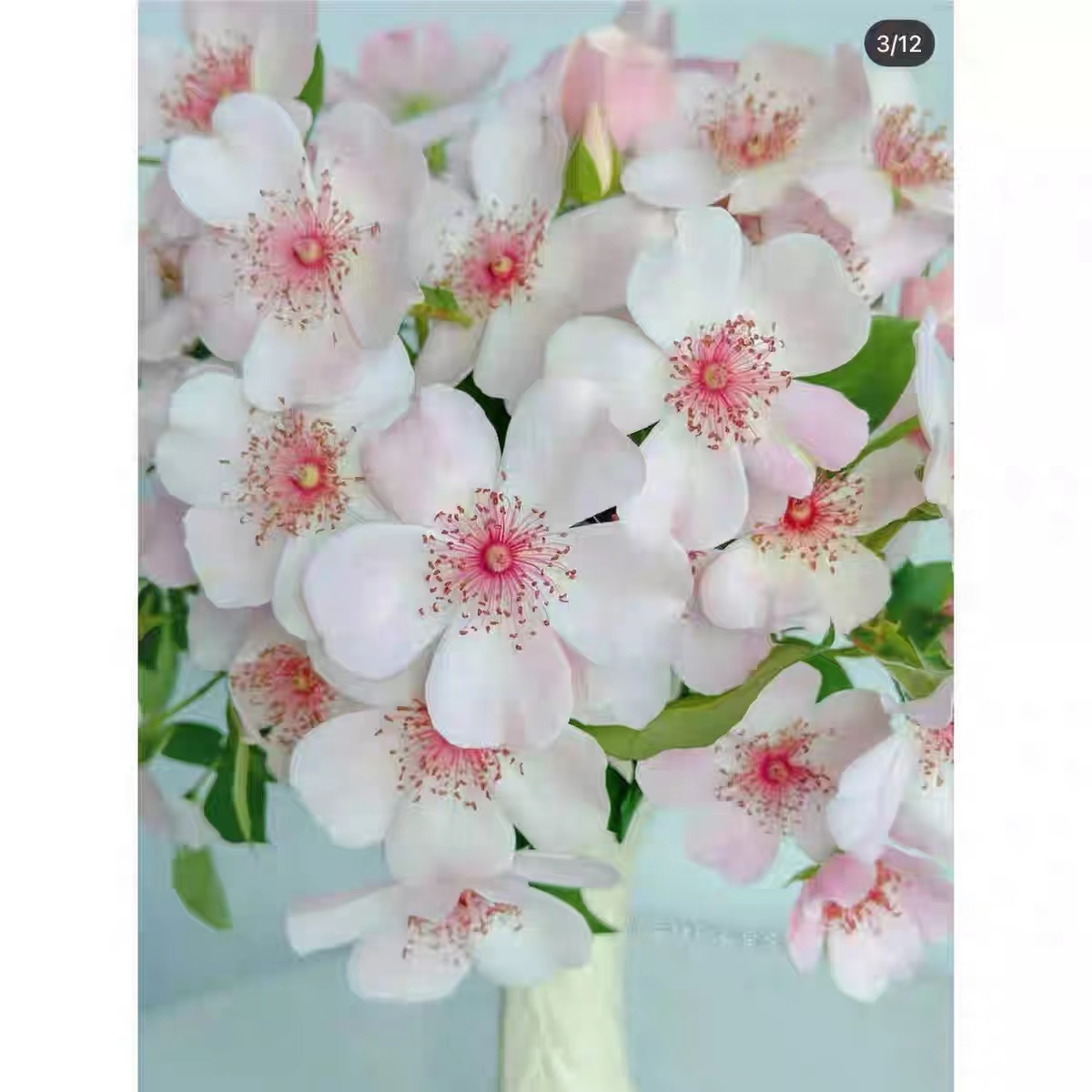 维多利亚的秘密肯尼亚新品玫瑰