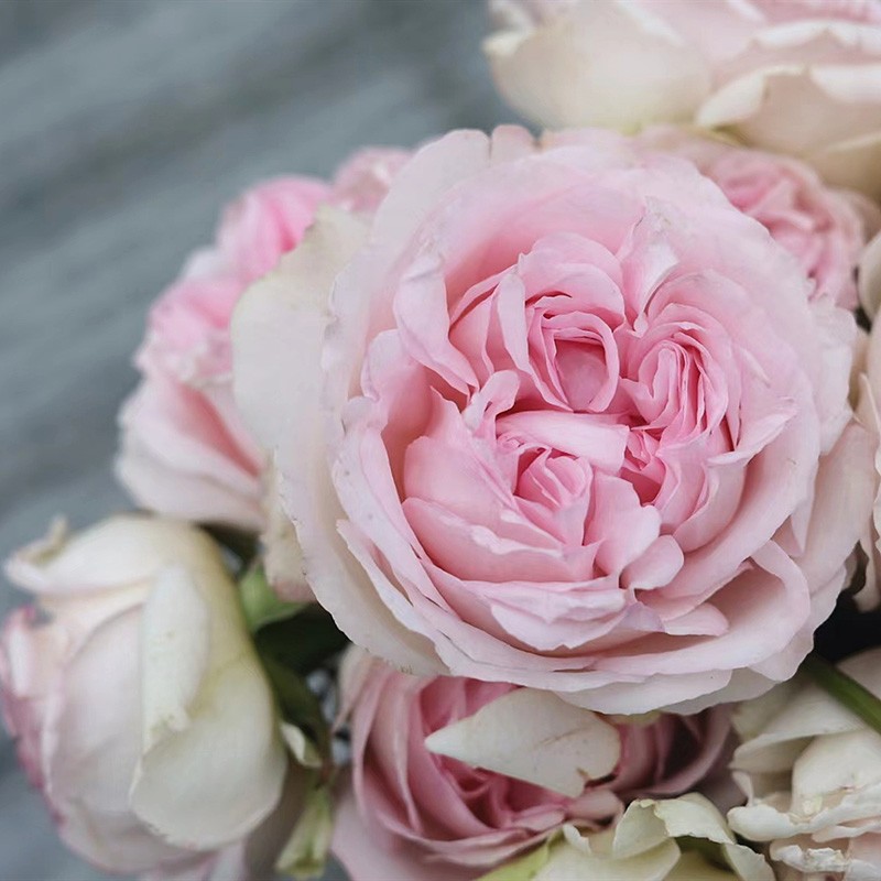 婚礼盒月季日月灌木粉色大花杯状花型月季