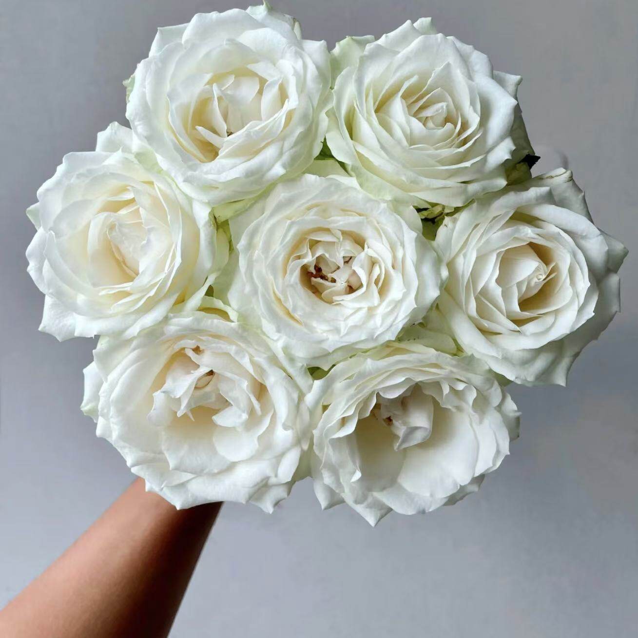 新品 白雪山 月季花苗大花切花品种月季灌木勤花庭院阳台盆栽花卉